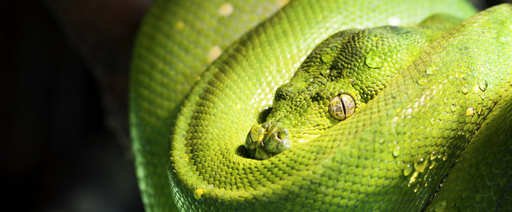 green tree python