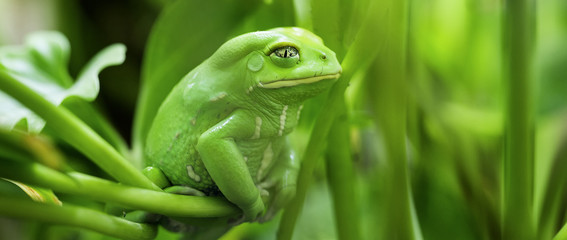 Monkey Frog