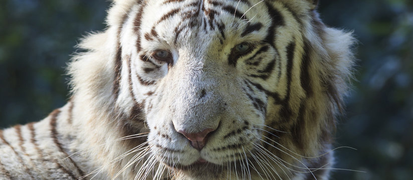 White tiger head