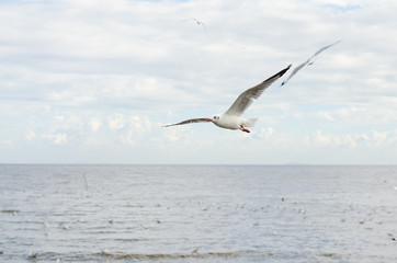 white seagull flying in the sky oever the sea.