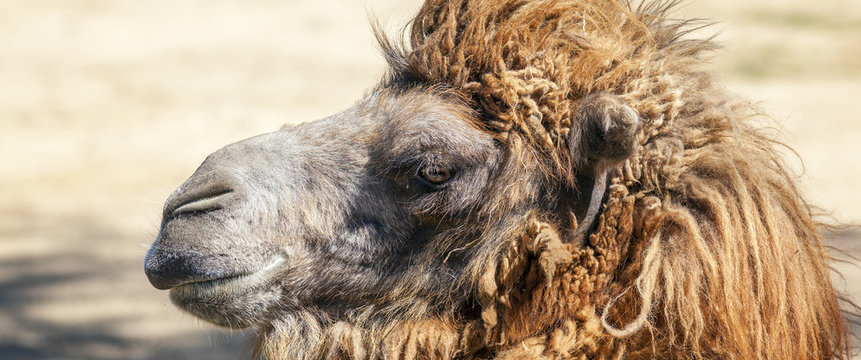 Head of a camel