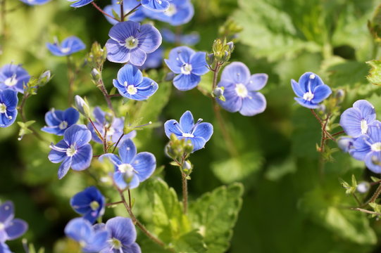Gamander Ehrenpreis - viele h&uuml;bsche kleine blaue Bl&uuml;ten