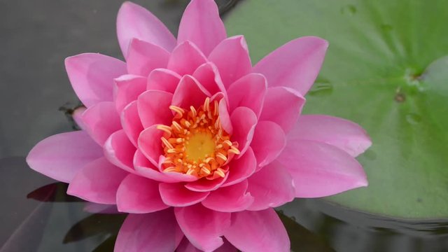 Nymphaeaceae is a family of flowering plants, commonly called water lilies. 