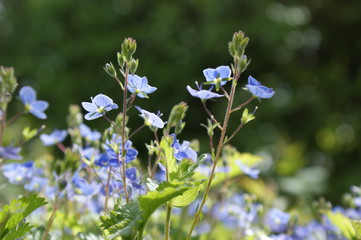 Gamander Ehrenpreis - viele hübsche kleine blaue Blüten