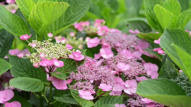 Hydrangea macrophylla is a species of flowering plant in the family Hydrangeaceae, native to Japan.