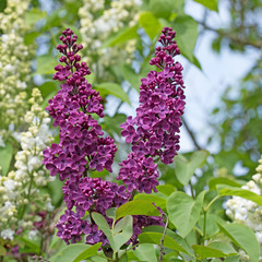 Flieder, Syringa
