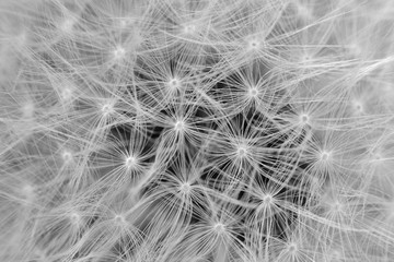 Abstract macro of dandelion seeds