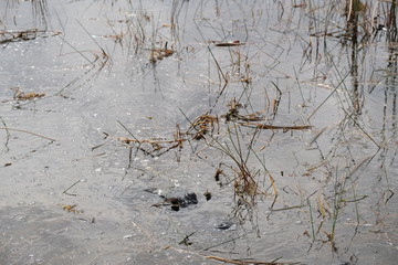Wild crocodile in the Everglades