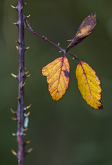 Dried hive leaves in autumn