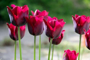 many red tulips. photo