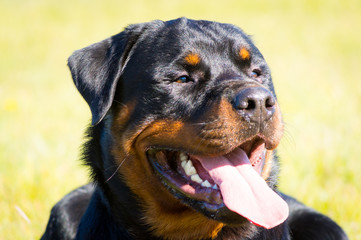 Rottweiler in the sun