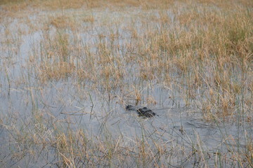 Wild crocodile in the Everglades