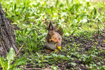 Naklejka na ściany i meble Squirrel eat nut in Gorky Park in Minsk (Belarus)