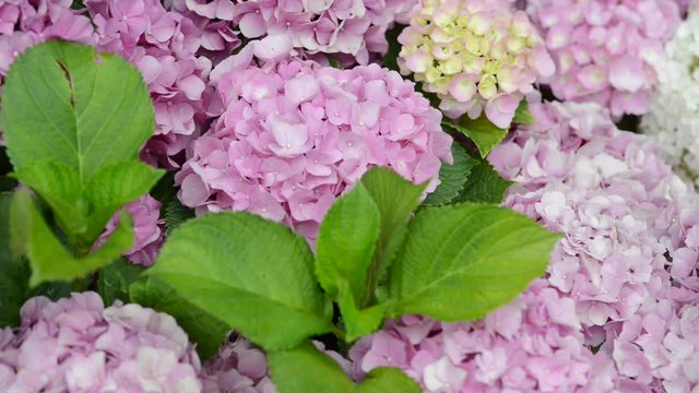 Hydrangea macrophylla is a species of flowering plant in the family Hydrangeaceae, native to Japan.