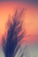 down feathers against sunset sky background