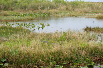 Wild alligator in the Florida Everglades