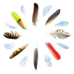 collection of bird feathers