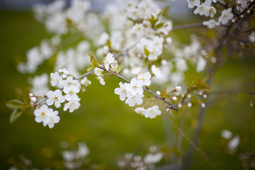 cherry blossom white on a green background