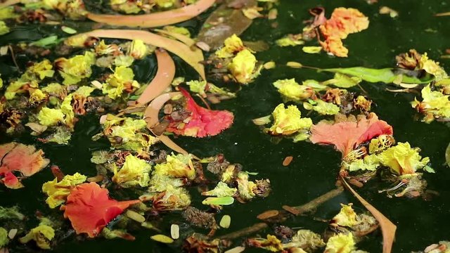 Beautiful fallen flowers and leaves floating on green water. Flowers of yellow Peltophorum pterocarpum, copperpod and red Delonix regia, flame tree