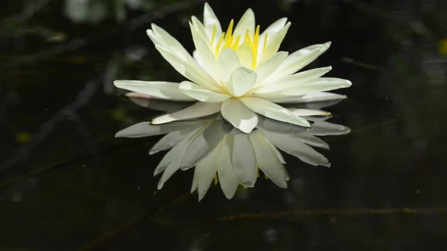 Nymphaeaceae is a family of flowering plants, commonly called water lilies. 