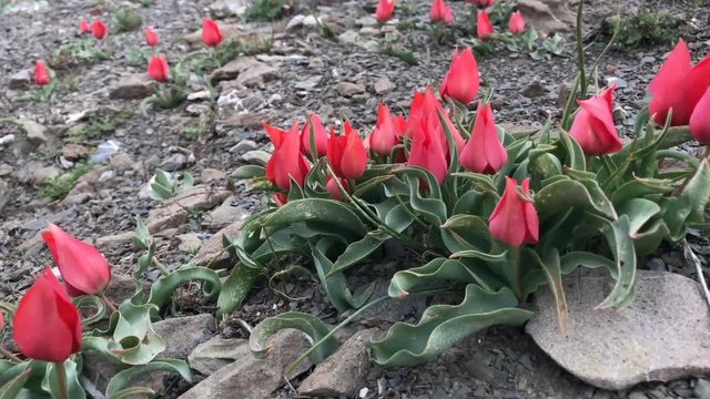 kırmızı renkli dağ laleleri
