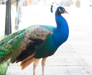 Obraz premium peacock libre