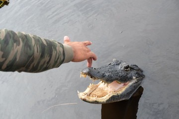 Wild crocodile in the Everglades