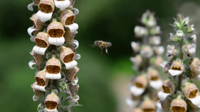 Digitalis is a genus of about 20 species of herbaceous perennials, shrubs, and biennials commonly called foxgloves. 