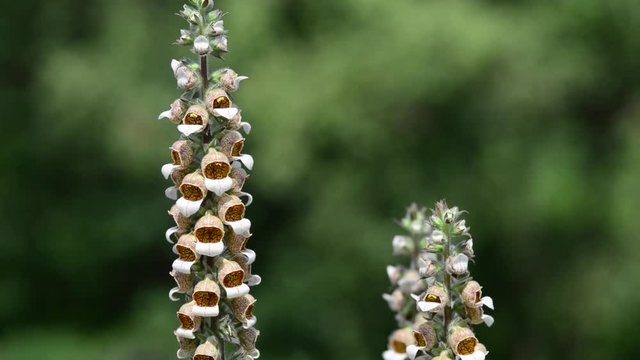 Digitalis is a genus of about 20 species of herbaceous perennials, shrubs, and biennials commonly called foxgloves. 