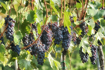 Uva italiana