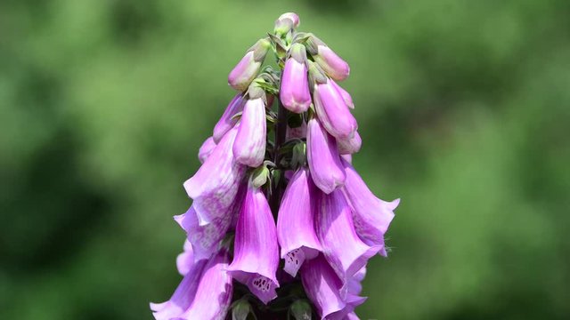 Digitalis is a genus of about 20 species of herbaceous perennials, shrubs, and biennials commonly called foxgloves. 