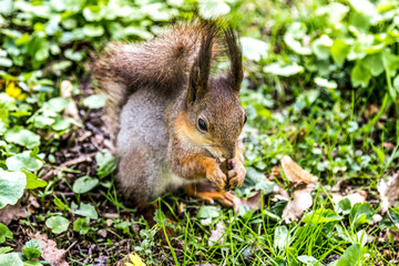 Naklejka na ściany i meble Squirrel eats peanut (close-up)