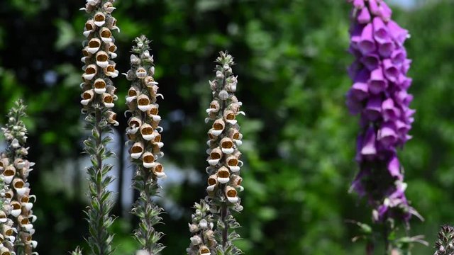 Digitalis is a genus of about 20 species of herbaceous perennials, shrubs, and biennials commonly called foxgloves. 