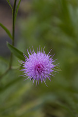 Purple star flower.