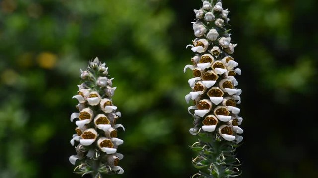 Digitalis is a genus of about 20 species of herbaceous perennials, shrubs, and biennials commonly called foxgloves. 