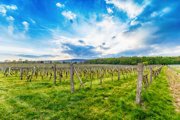 Fototapeta na wymiar Rows of vineyards