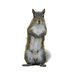 American Gray Squirrel © SunnyS