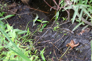 Baby alligators in the Florida Everglades
