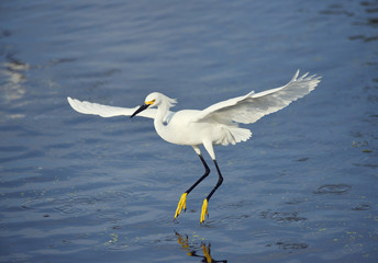 Snowy Egret in flight