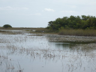 Landscape of the Florida Everglades