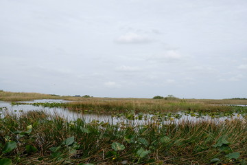 Landscape of the Florida Everglades