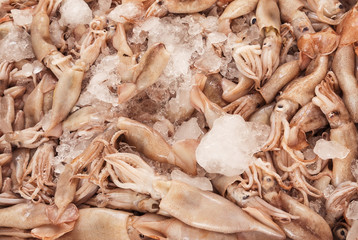 squid in an ice tray