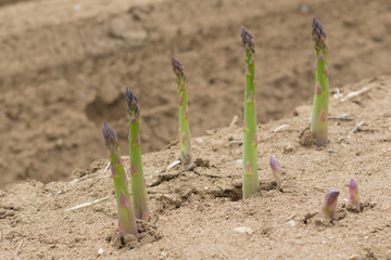 Green asparagus stems growing in field
