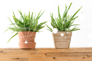 Fototapeta premium plants