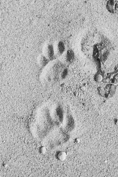 footprint of the Amur tiger