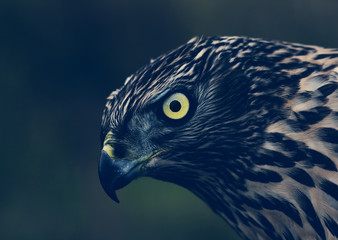 Northern Goshawk