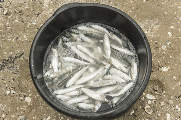 Fish carcasses in the water