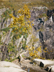 A tree on the edge of a cliff