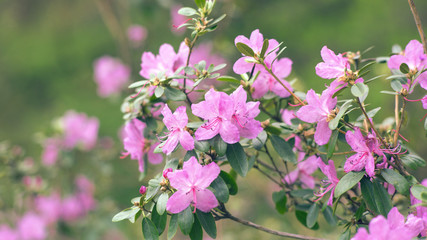 blooming pink Azalea Bush