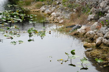 Wild crocodile in the Florida Everglades